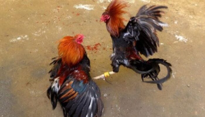 Warga Resah, Dugaan Praktek Judi Sabung Ayam di Wonotirto Blitar Tetap Eksis di Bulan Ramadhan