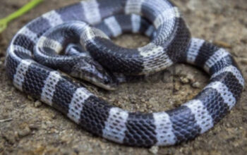 Bocah 12 Tahun di Tasikmalaya Koma Usai Dipatuk Ular Weling Saat Tidur, Habiskan 50 Vial Anti-Bisa