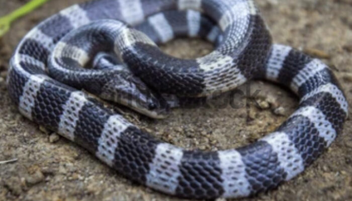 Bocah 12 Tahun di Tasikmalaya Koma Usai Dipatuk Ular Weling Saat Tidur, Habiskan 50 Vial Anti-Bisa