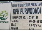 Polemik Uang Tebang Rp378 Juta di KPH Purwodadi: Mandor Tagih Hak, Manajemen Klaim Sudah Lunas