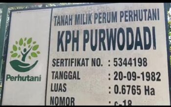 Polemik Uang Tebang Rp378 Juta di KPH Purwodadi: Mandor Tagih Hak, Manajemen Klaim Sudah Lunas