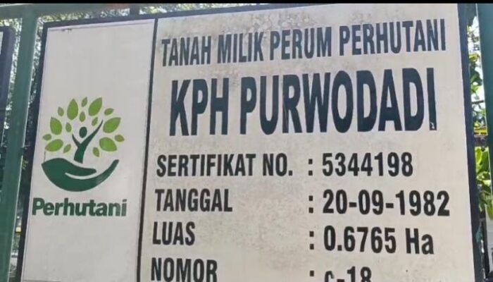 Polemik Uang Tebang Rp378 Juta di KPH Purwodadi: Mandor Tagih Hak, Manajemen Klaim Sudah Lunas