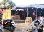 Diduga Aparat Tutup Mata, Praktik Judi Sabung Ayam di Sikandang Comal Bebas Beroperasi