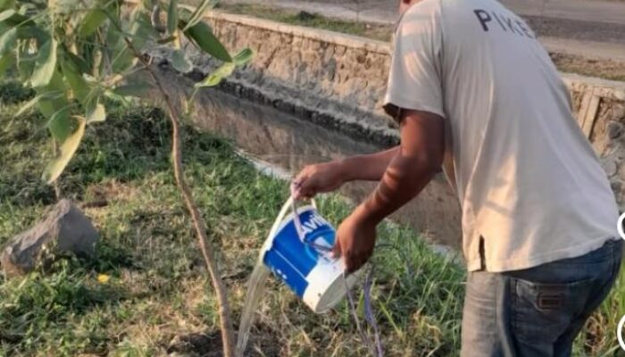 Wujudkan Ruang Publik BerAKHLAK, Camat Comal Monitor Langsung Pemeliharaan Pohon di Kawasan Stadion Jatidiri