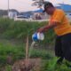 Jaga Kelestarian Lingkungan, Camat Comal Pimpin Langsung Monitoring Pemeliharaan Pohon di Kawasan Stadion Jatidiri